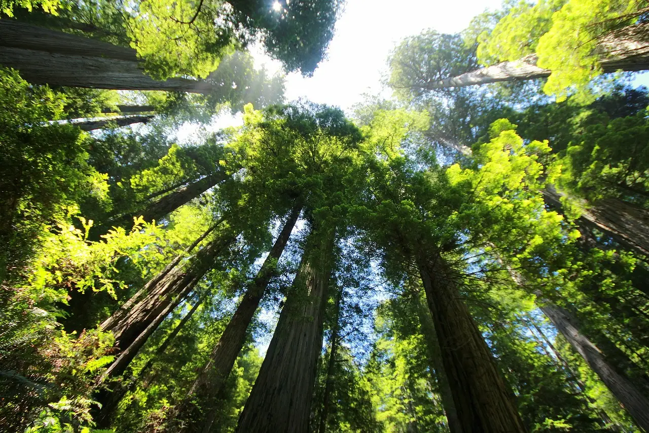 Why Are Giant Sequoias So Big